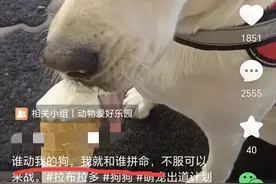 “谁动我的狗我跟谁拼命！”爱狗人士已陷入疯狂，人权与狗权开战图片