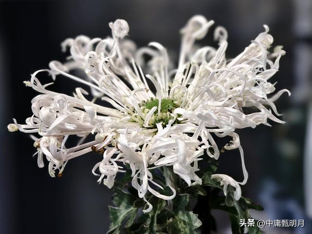 你看见过多少种菊花？