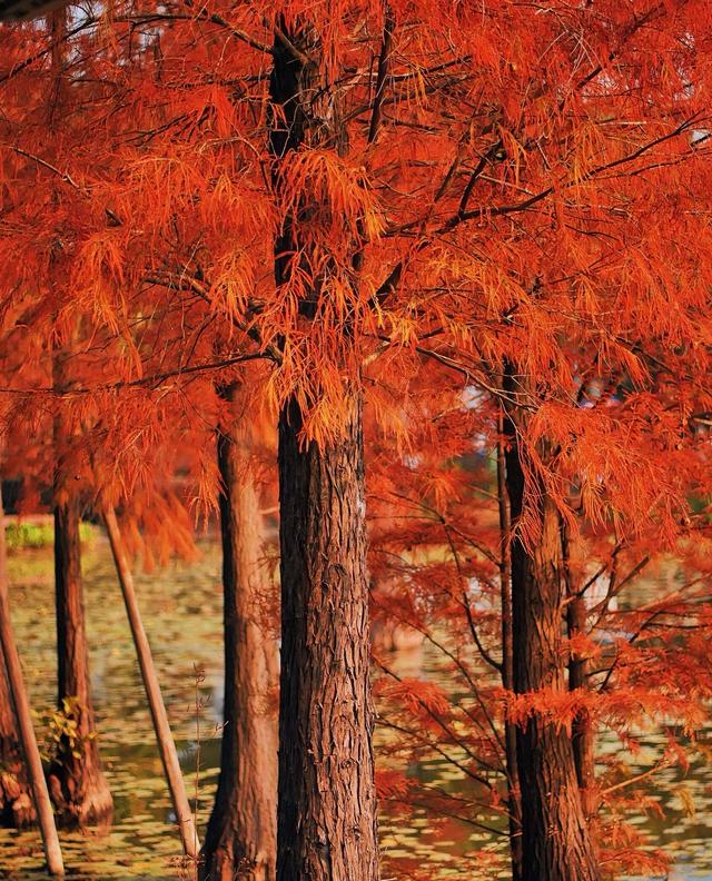 秋冬限定浪漫！接下来佛山6大落羽杉打卡地赶紧收藏！