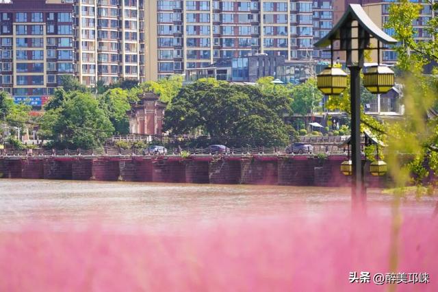 花漾邛州 | 秋日限定美景，粉黛登场！