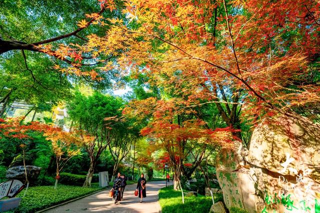 大渡口冬日“顶流”红了