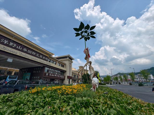 参乡行记：在集安遇见百草之王的千年之约