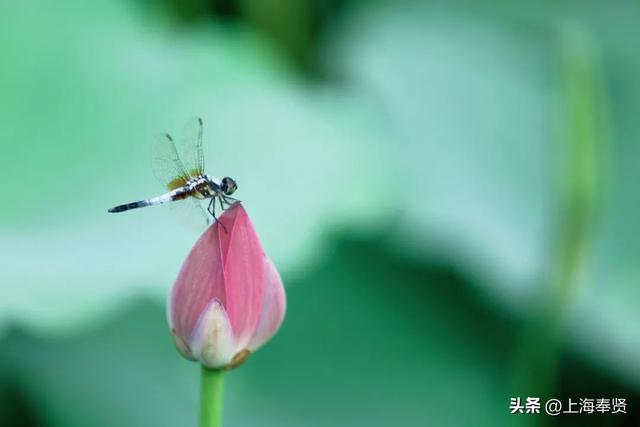 海边藏了片宋朝荷花？收下这份“荷”风亲笔的清凉请柬→