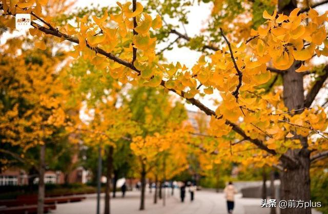 古城与秋叶的交响