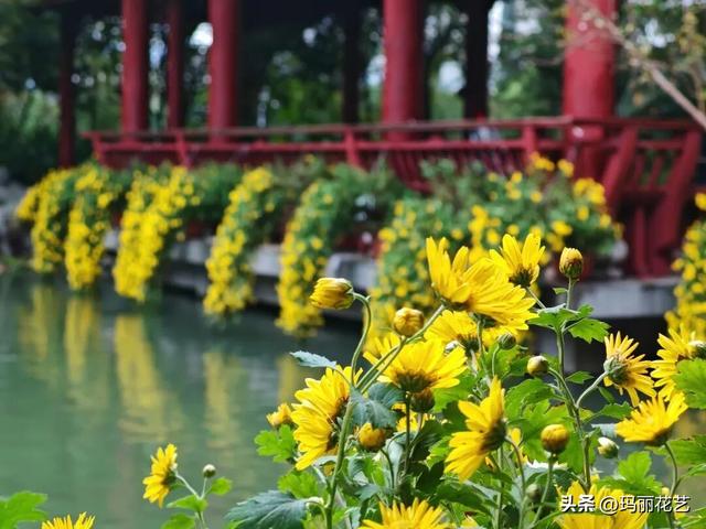 不一样的美！西湖菊展，姿态独特的悬崖菊