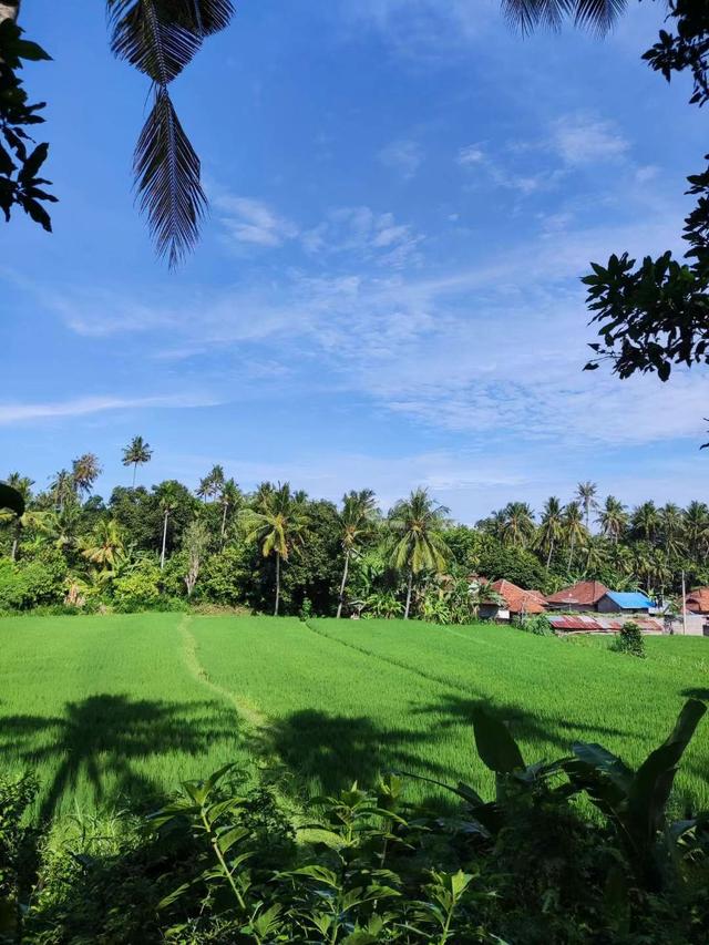 来去如风，骑着摩托穿越印尼爪哇岛乡村