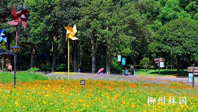 柳州市雀儿山公园4000平方米硫华菊盛放