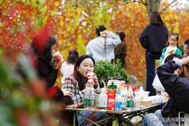 梧桐“染金”！初冬的万源风景如画