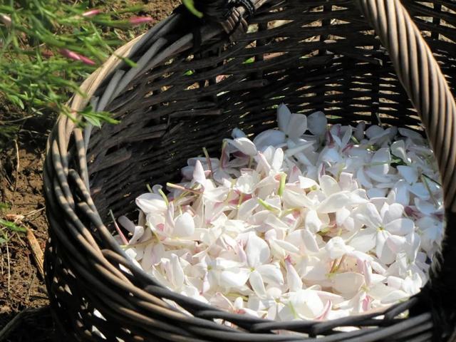 金融街电讯/杜猛 法国格拉斯的夏天有点儿香，茉莉花节来了