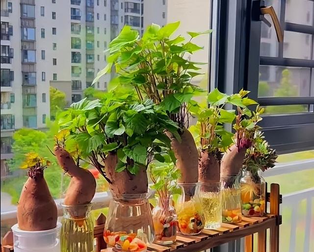 陕西一男子，晒“客厅红薯瀑布”走红，网友：我以为是塑料装饰品