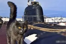 航母上为什么要养猫？是为了抓老鼠？那你就错了！图片