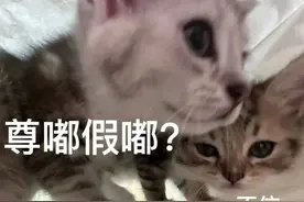 “深秋王者归来”，上海餐厅有卖眼镜蛇？官方提醒：这种“网红食材”真的不能吃！图片