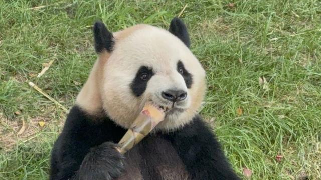 福利上新！哈尔滨太阳岛大熊猫馆联票上线啦