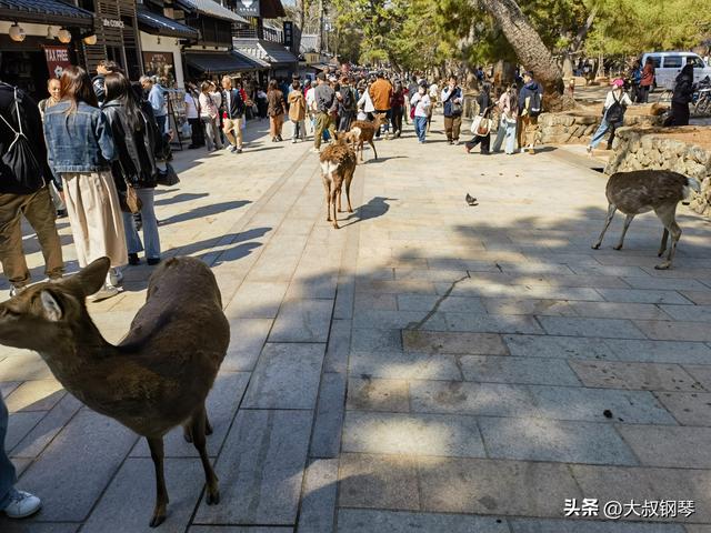 日本行之大阪+京都（老马）
