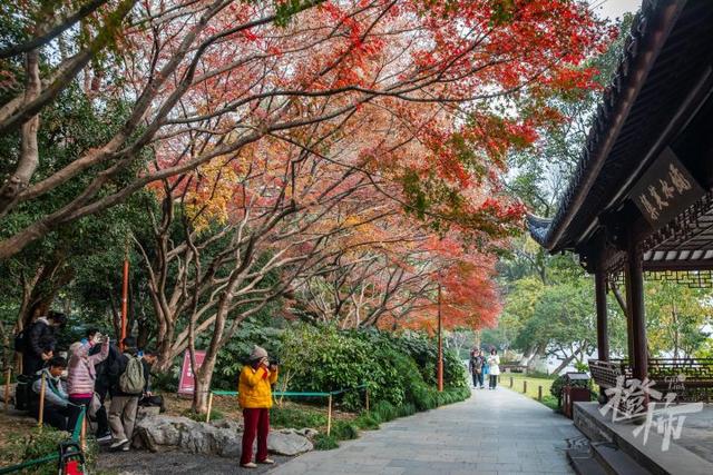 杭州最近美“枫”了，红枫和鸡爪槭还“傻傻分不清楚”？