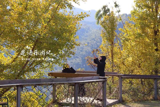 浙江宁波这片风景又火了，银杏林开始进入最佳观赏季，千万别错过