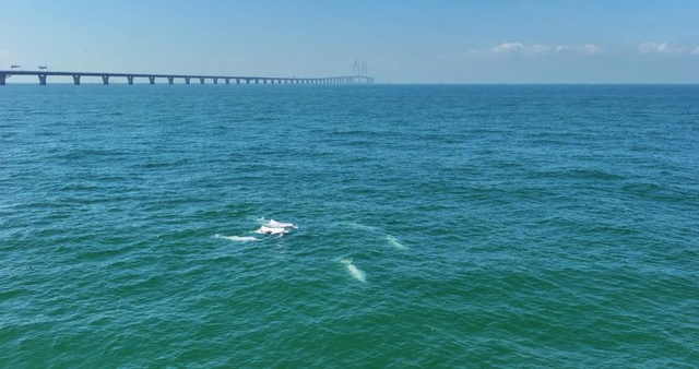 耗资千亿的超级工程，单为她留出游弋通道？这电影给出最动人答案