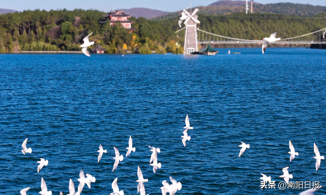 “鸥”耶！现在可以来丹江大观苑看海鸥咯~