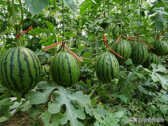 全国哪的“西瓜”最好吃？经过评选这八个地方上榜，有你家乡吗？