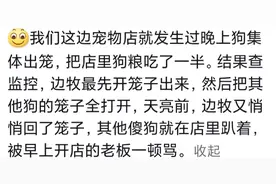 边牧那么聪明为什么很多人不愿意养？网友：这几点真的会让人崩溃图片