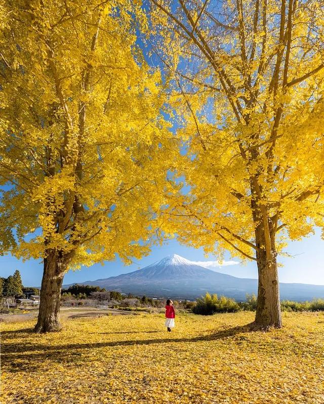 京都红叶狩完全攻略:从绝景到舌尖的秋日盛宴