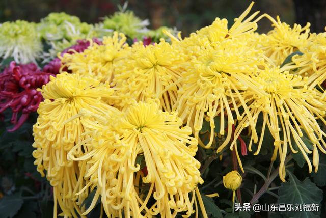 携老伴虹桥花园赏菊（上）