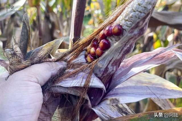 在泸沽湖畔掰玉米,体验大凉山彝族人的农村生活,辛苦并快乐着