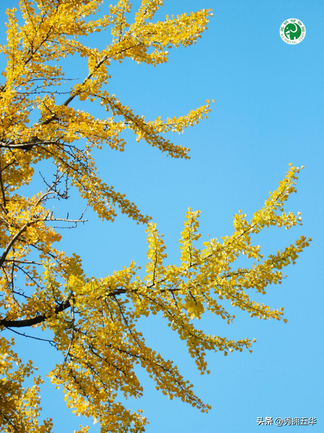 冬日美景在五华｜圆通山老银杏，藏着昆明人的共同记忆