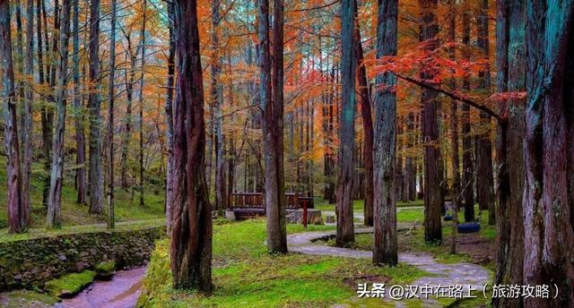 这个秋天，与黎坪红叶撞个满怀！