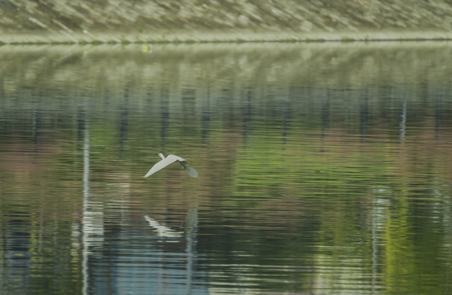 锦江公园秋意浓！红枫银杏作点缀，行走坐卧皆是诗~