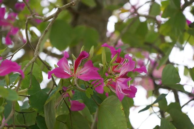 请查收！怀集发来花色请柬