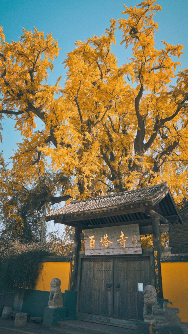 顶流回归！西安5个绝美银杏打卡地！