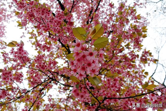 寻甸羊街：故乡的冬樱花盛开