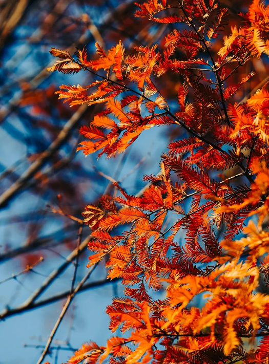 临沂「红杉」「红枫」浓度拉满，出片率100%