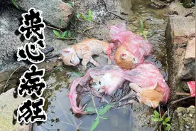 弃猫者震撼行为曝光！善良男子暖心救援4只垂死小猫，感人瞬间图片