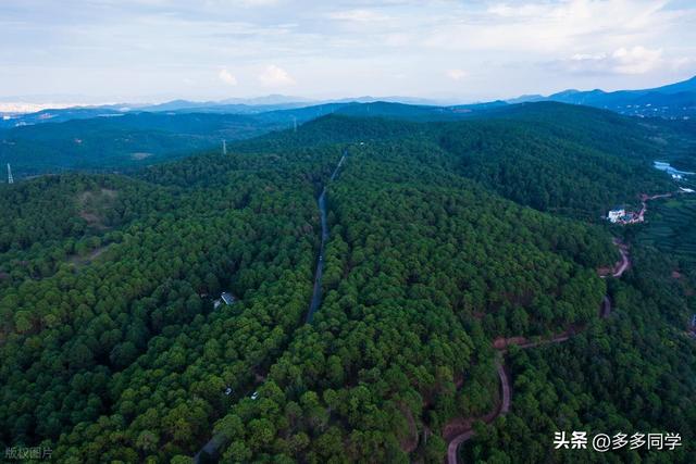 楚雄紫溪山：一棵叫“撑腰”的老树，用六百多年接住了凡人的期待