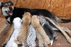 四只小白虎出生被抛弃后，狗妈妈亲自哺乳，分离时虎崽依依不舍！图片