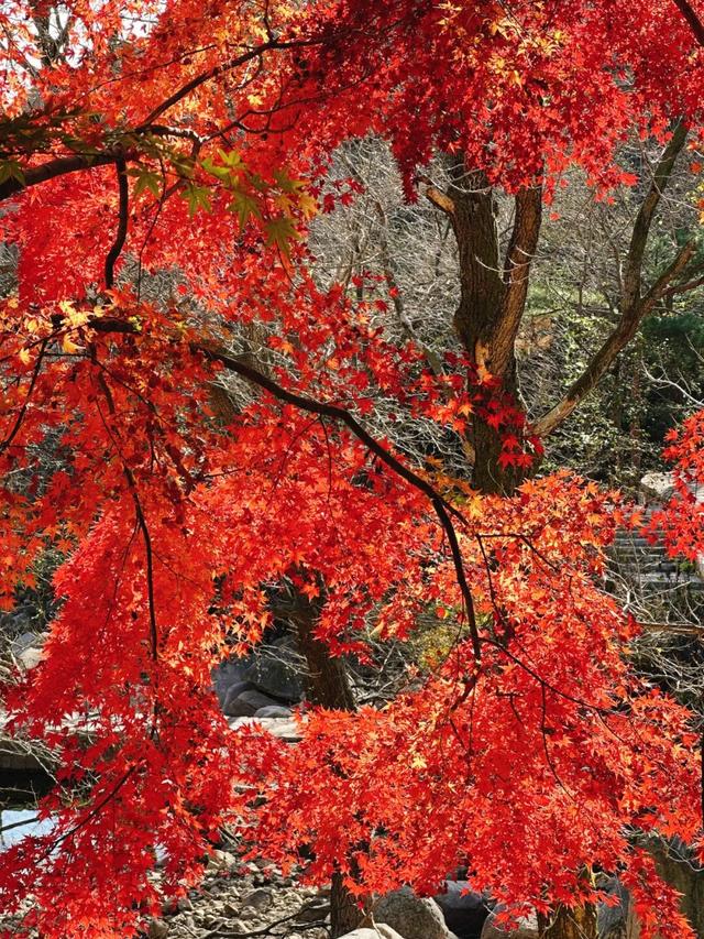 抱犊崮入选山东金秋醉美红叶观赏地