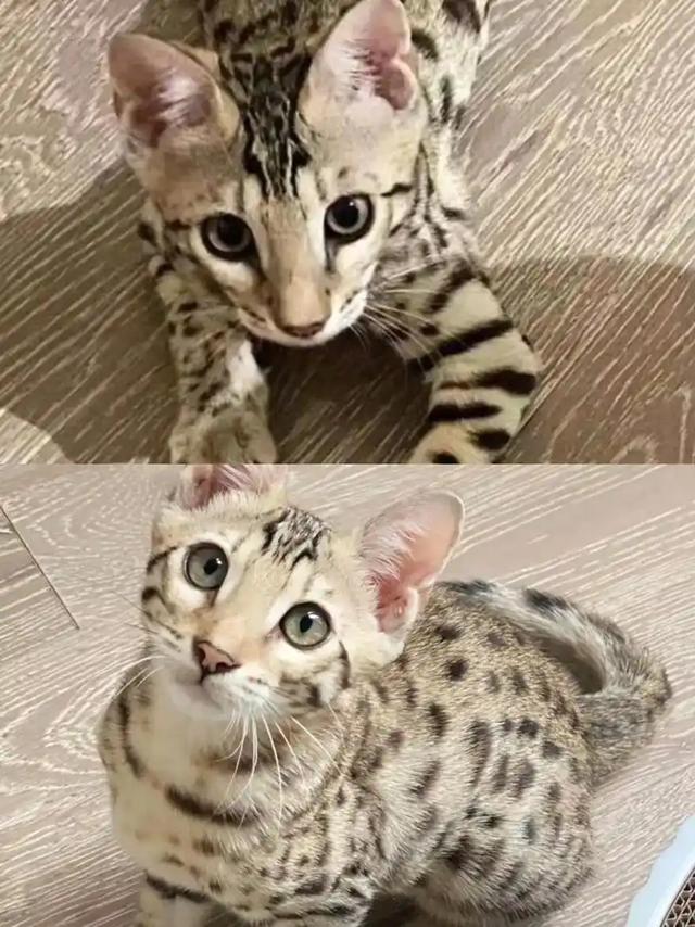 禁止私自饲养！湖南女子废木料里发现4只，养半月后匆忙上交