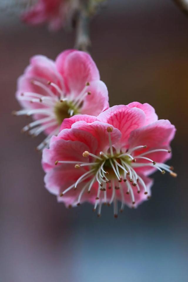 光影遇梅香！成县文旅春日上新啦