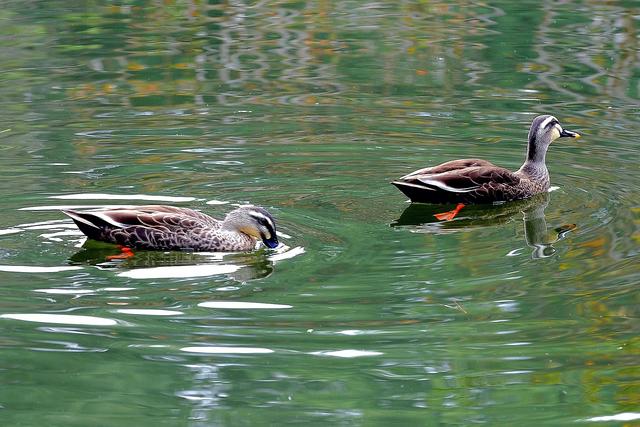 西湖:一砚秋水写晨光