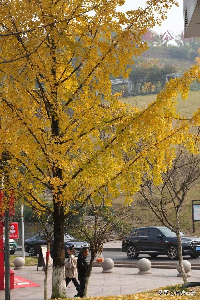 错过等明年！宜宾今年宝藏银杏打卡地合集在这里