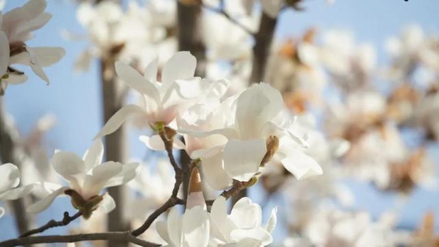 绝美！又是一年玉兰开