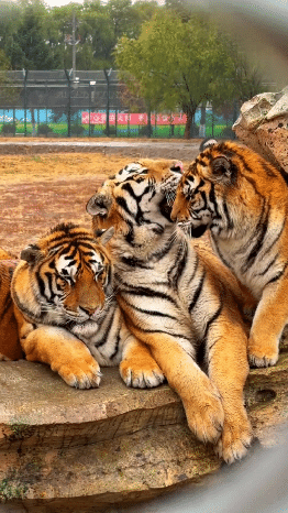 每一帧的黑龙江 都是绝美色卡