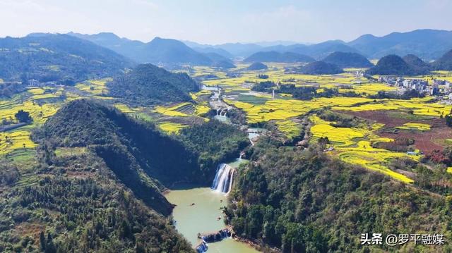 春节邂逅盛花期：罗平旅游人气旺，文旅市场“开门红”