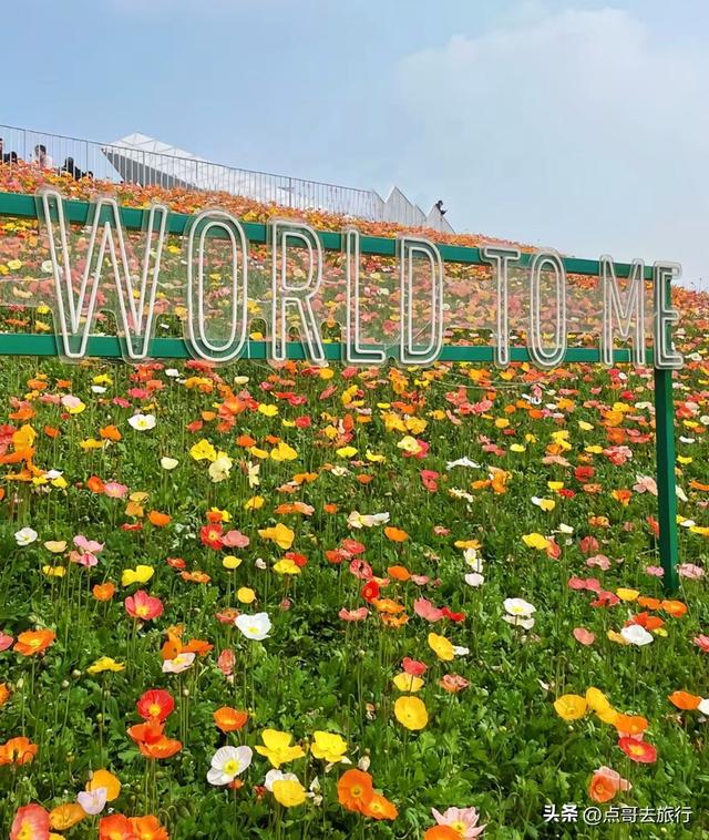 成都最美的虞美人花开了，美丽又壮观，给人震撼的视觉冲击力！