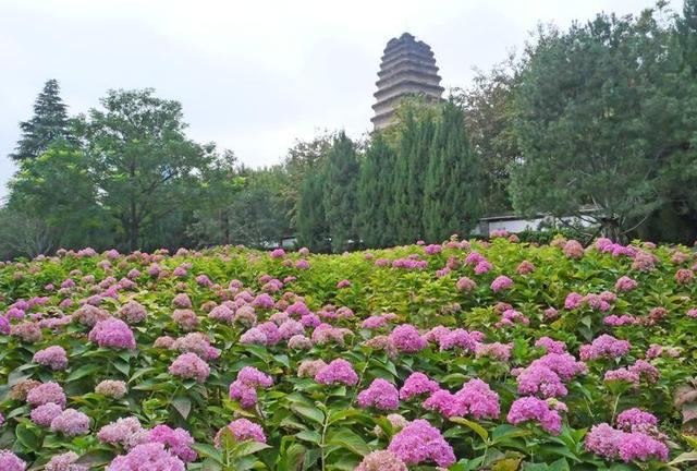 秋日来西安小雁塔赏绣球花