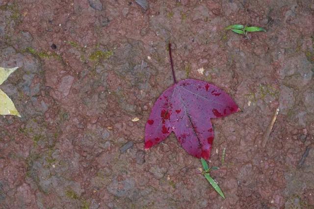 秋天不这样玩一遭，白来人间一整年