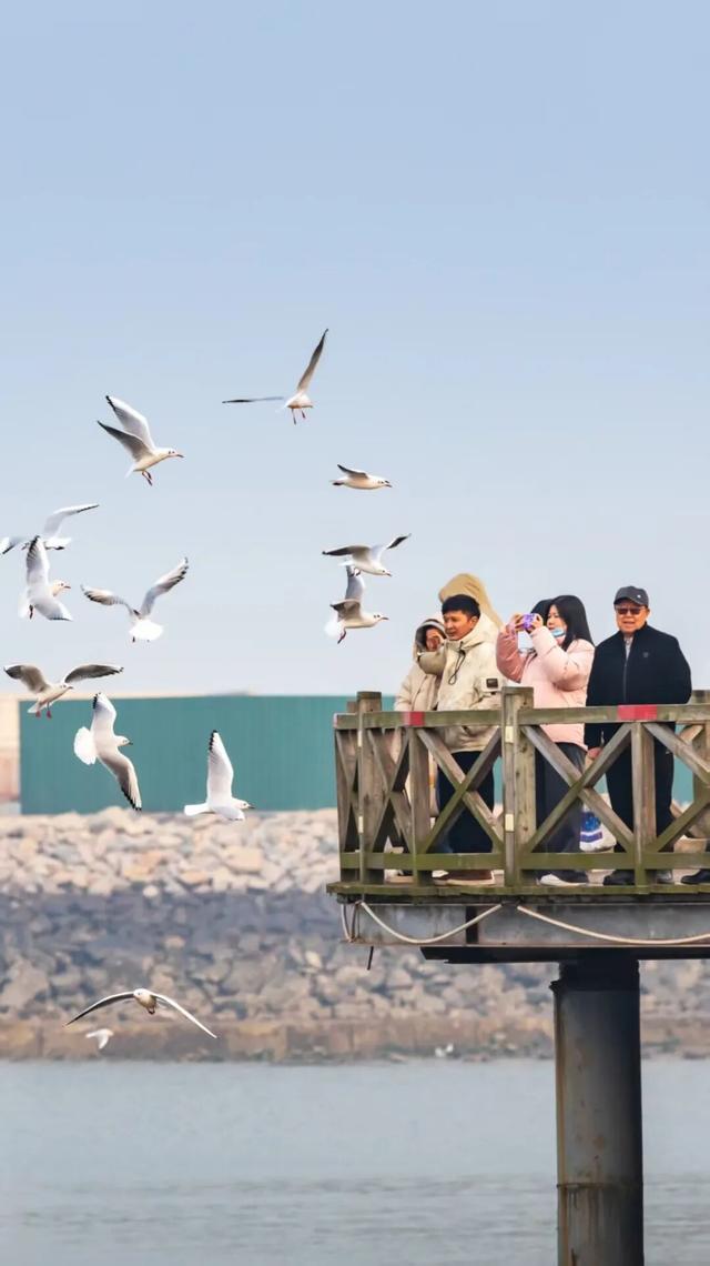 呀！原来这里才是日照看海鸥的好地方！
