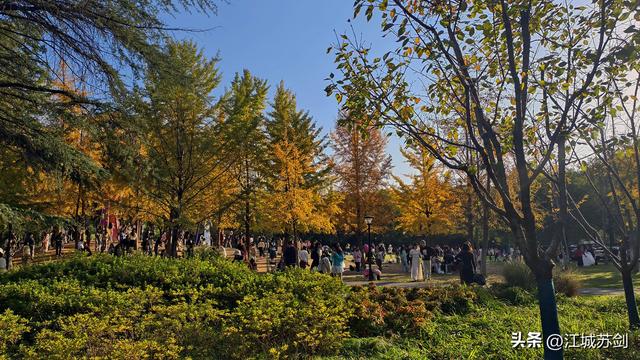 银杏黄时，解放公园把武汉秋天压成一枚金色书签